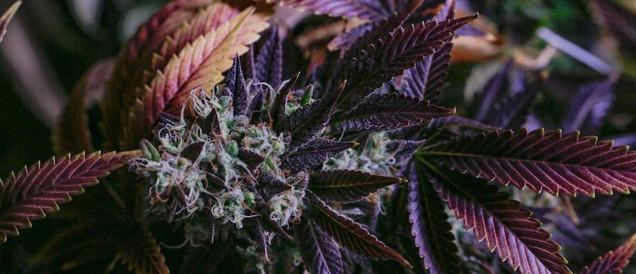 Guía de cultivo de marihuana en agosto